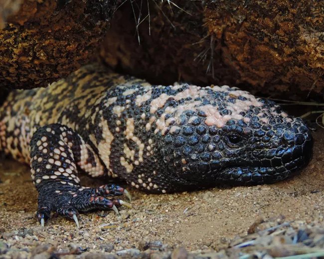 A Gila monster, black with pink and cream beaded scales, resting under a rock